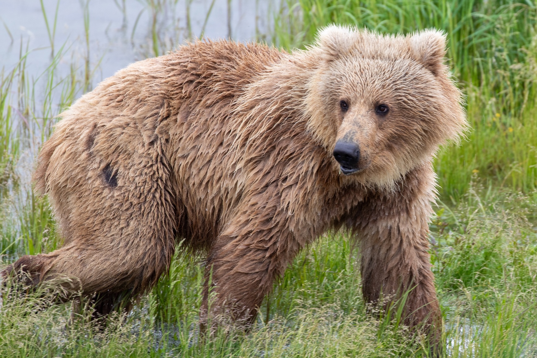 Wildlife 7